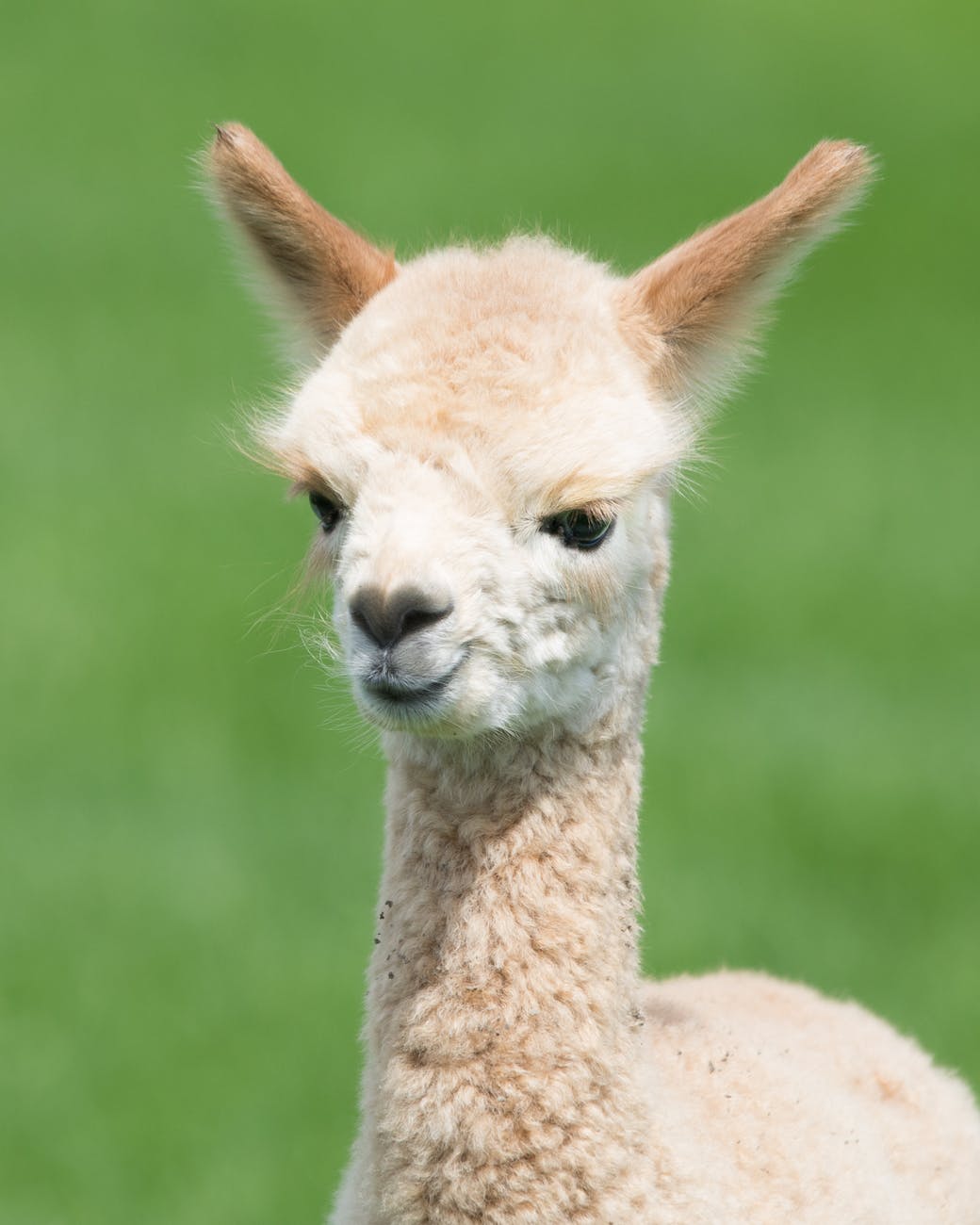photo of a llama